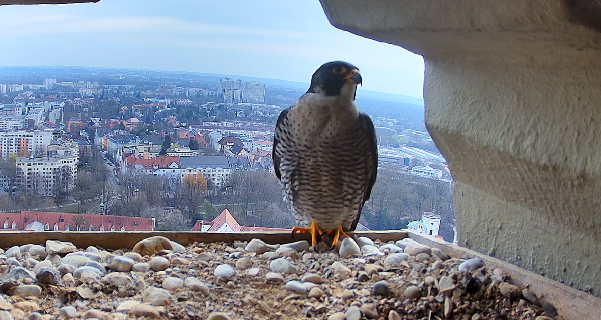 Die Live-Cam zeigt den Wanderfalken direkt in seinem Platz im Kirchturm von Basilika St. Ulrich und Afra in Augsburg.